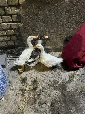 مكان بلبصره طوبه ونخل