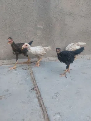 فراريج عربيات