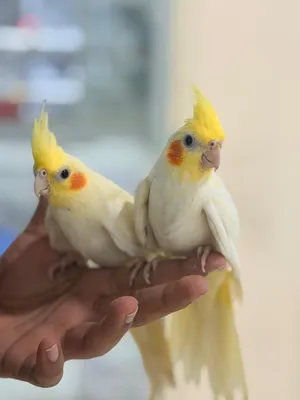 Cockatail hand tame pretty color friendly