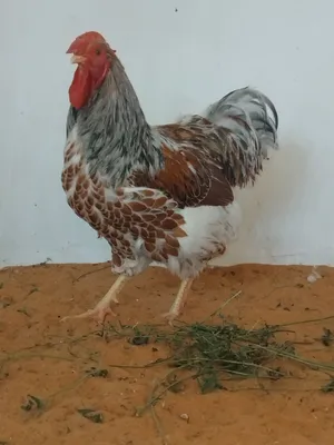 دجاج ون دوات
