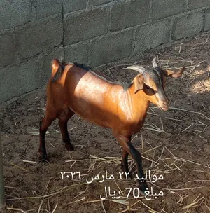 بيع 2 اغنام صلالي