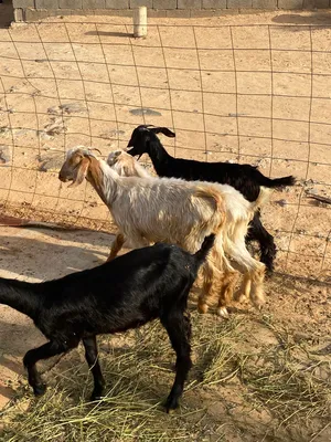 جديي تلاته عنيقات