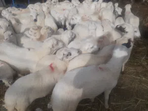 بيع وشراالاغنام المروعي
