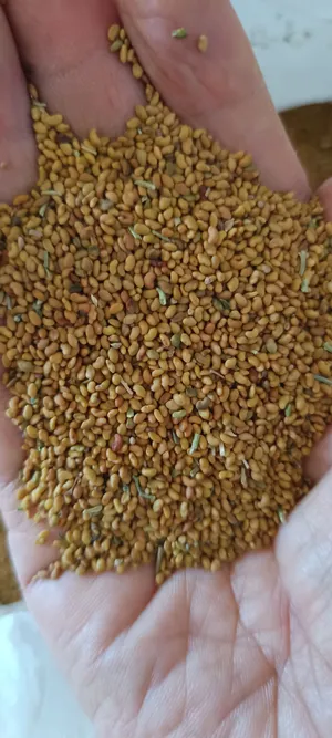 بذر قت عماني