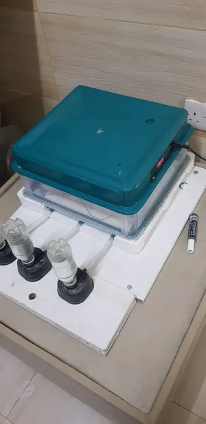 فقاصه الابيض