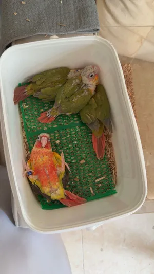 كنيورات ملونة – Pineapple, Turquoise & Sun Conure