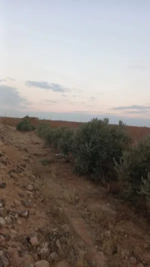أرض زراعية 34 دونم للبيع في البادية الشمالية