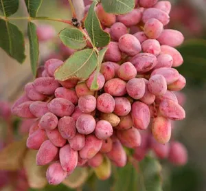 Iranian pistachio الفستق الإيراني