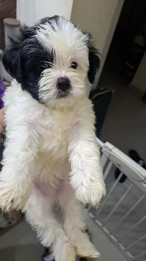 Urgent for sale