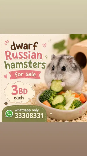 Dwarf Russian Hamsters for Sale