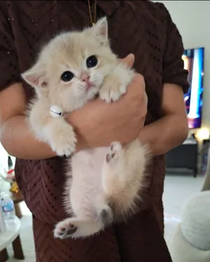 British short hair kitten NY12 قطط