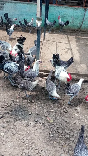 foumia chicken / دجاج فوميا
