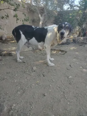 انثى الباي