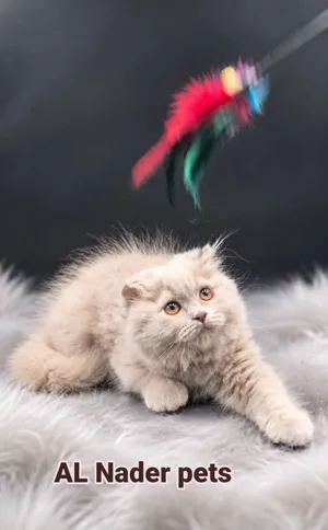 Scottish fold long hair female , show quality , Jumbo , Fawn .