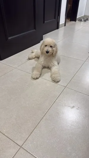 Giant poodle very beautiful father and mother imported from china