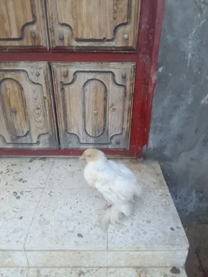 ديك براهمة العمر 2 شهور ونص