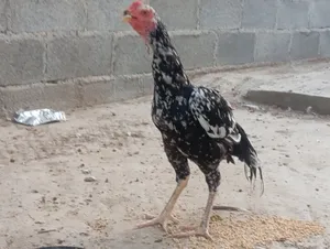 ديك بكستاني اصل