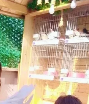 كوخ لوح معالج يمشي اين حاجة ديكور جمال الله يبارك