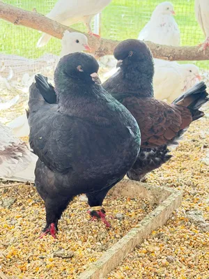 مجموعة حمام الزينة المميزة والنادرة