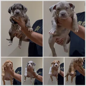 American bully XL
