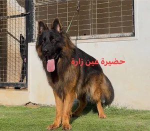 دكر جيرمين كيف واصل من تونس