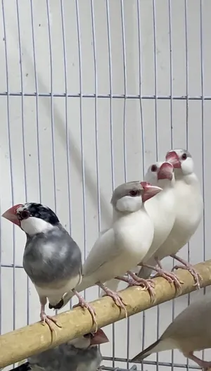 For sale java15pices breeding pairs have vid or change with zebra jambo للبيع الكل مع بعض