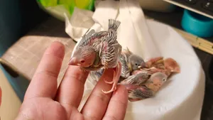 3 فراخ جاوا فينش أليفة ومرباة يدوياً  3 Tame Hand-Raised Java Finch Chicks