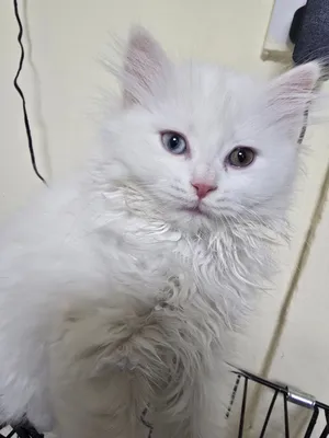 Scottish and turkish angora kitten