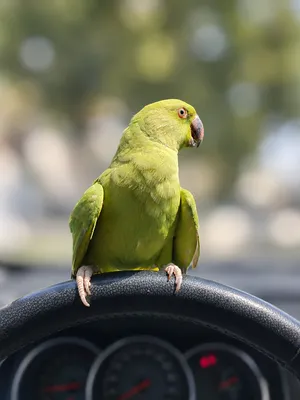 Long tail Fully-tamed talking/vocal female ringneck 320 aed only!!!