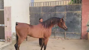 حصان عربي اصيل بجميع الاوراق