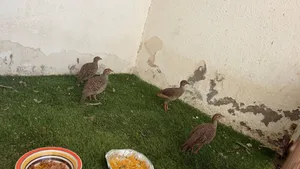 صفارد باكستنايت للبيع