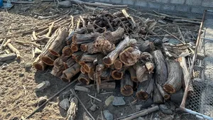حطب سمر البيع