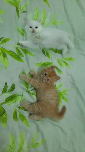 Adorable Kittens Persian male & female.
