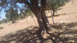 Farm Land for Sale in Agadir Drarga