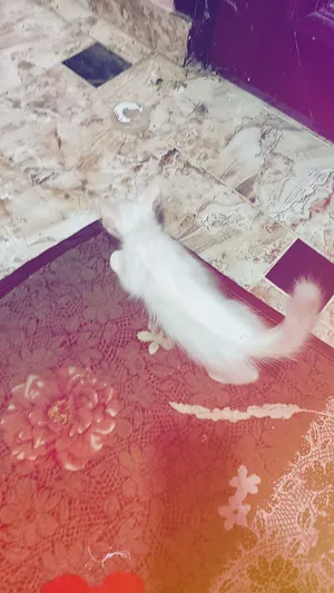 قطه شيرازي عمر شهر 200جنيه
