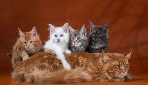 Maine Coon kittens ready to go males and females