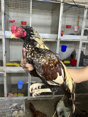 للبيع طير باجري