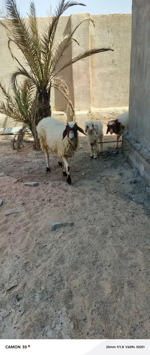 غنم للبيع بحالة جيدة