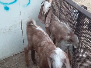 الجدي وعناق للبيع