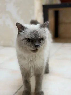 Home cat for sale
