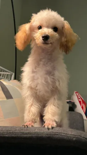 ذكر Toy Poodle – مطعّم ومايكروشيب