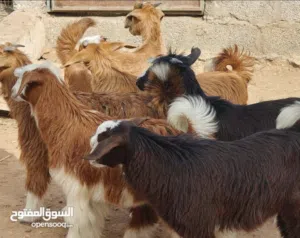 تيوسة وسخلات محلية