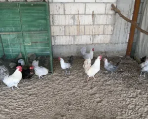 البيع دجاج فيومي 4 دجاجات وديج بياض