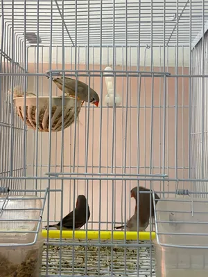 طيور الزيبرا
