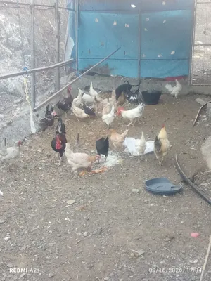 دجاج عماني  بياض
