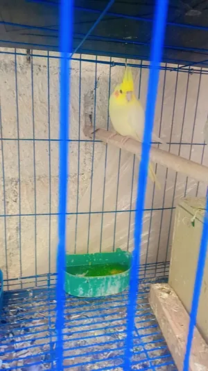 طيور كوكتيل للبيع