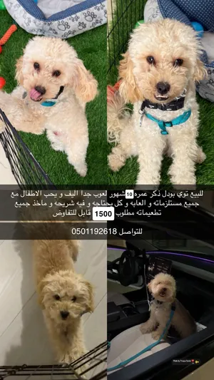 توي بودل ذكر