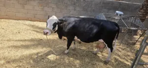 بقرة ضفاريه للبيع حليب مستمر