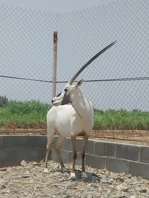 المها العربي