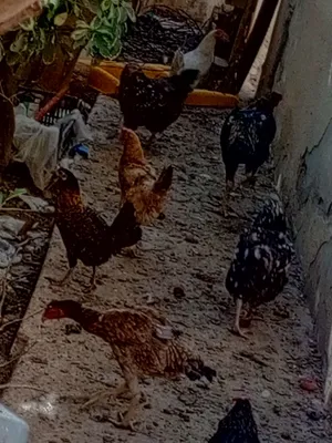 دجاج مشكل بسعر البلاش